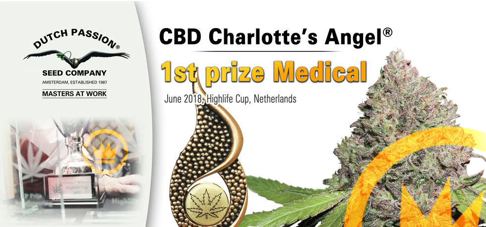 CBD-Charlotte's-Angel-Cup.jpeg