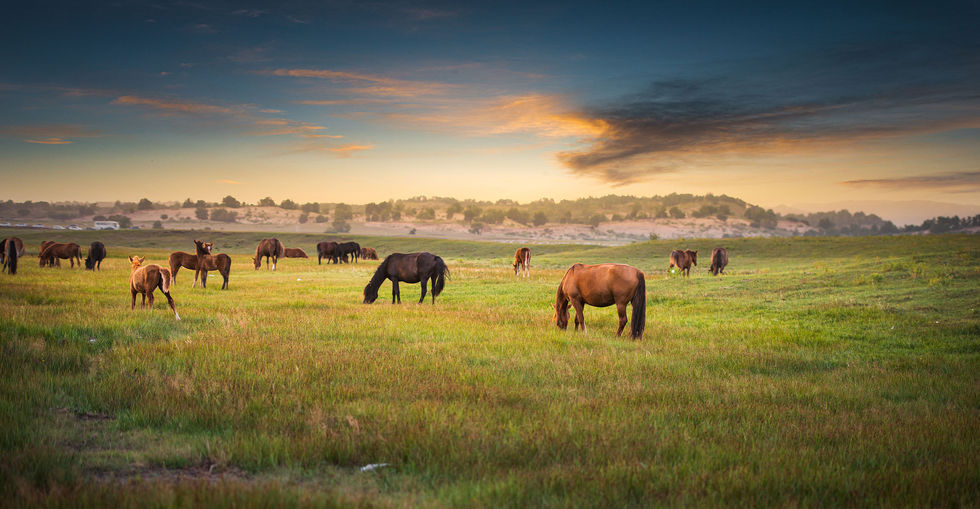080920-pastures-2.jpg