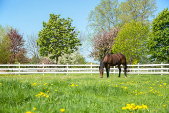 spring-grazing-scaled.jpg
