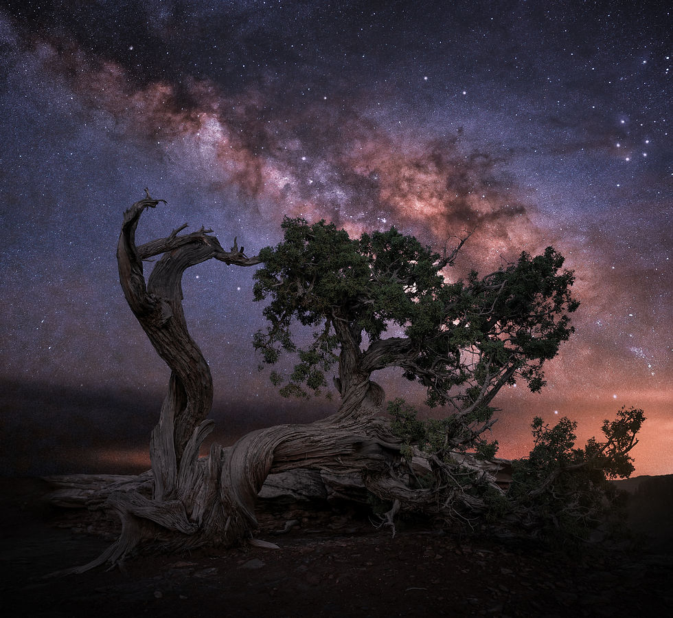 Juniper-Tree-Final-WEB