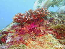 Code Blue Boracay Project