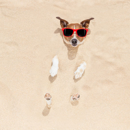 Head In The Sand: Great Leader Choice?
