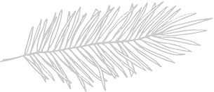 palm.png