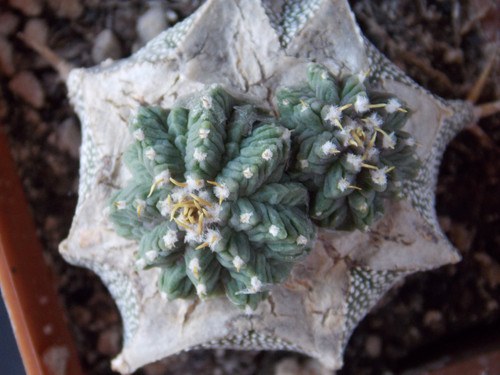 1pcs Aztekium ritteri 'ASTEROIDES' GCG 10002 Sierra Animas, radici proprie 1pcs Aztekium ritteri 'ASTEROIDES' GCG 10002 Sierra Animas, radici proprie
