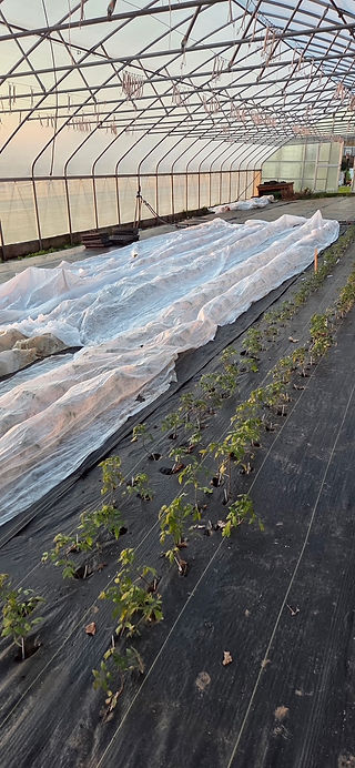 Tomato seedlings in tunnel and half covered with fabric