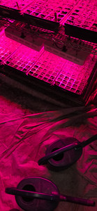 Seed trays under LED lights