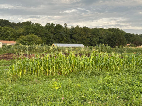 Corn grows in field