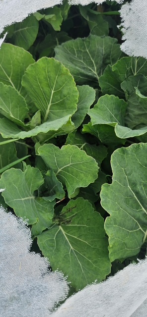 Collards growing up
