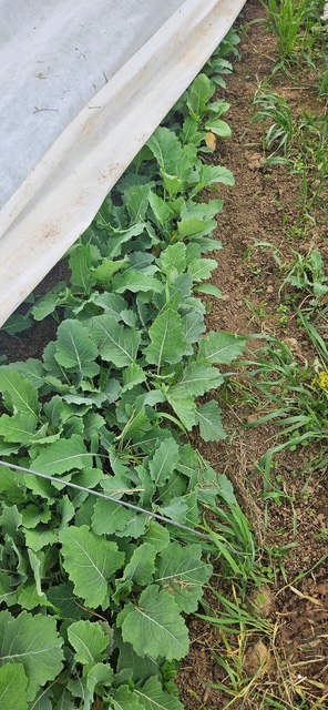 Heirloom collards starting out