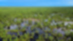 DJI_0728._c.jpg