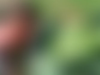 Girls grows whopping cabbage