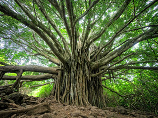 The Synchronici-Tree: How Every Choice Shapes Time