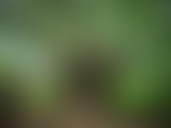 The Synchronici-Tree: How Every Choice Shapes Time