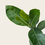 Thumbnail: Pink Jackfruit (Grafted)