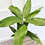 Thumbnail: Malda/Langra Mango Plant