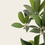 Thumbnail: Sapota Plant (Chiku)