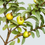 Thumbnail: Chinese Guava