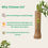 Thumbnail: Ashoka Tree, Pendula Ashok - Plant