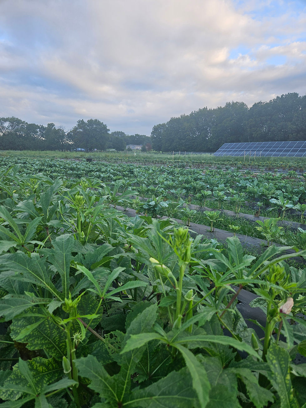 20250820_070142 (1).jpg