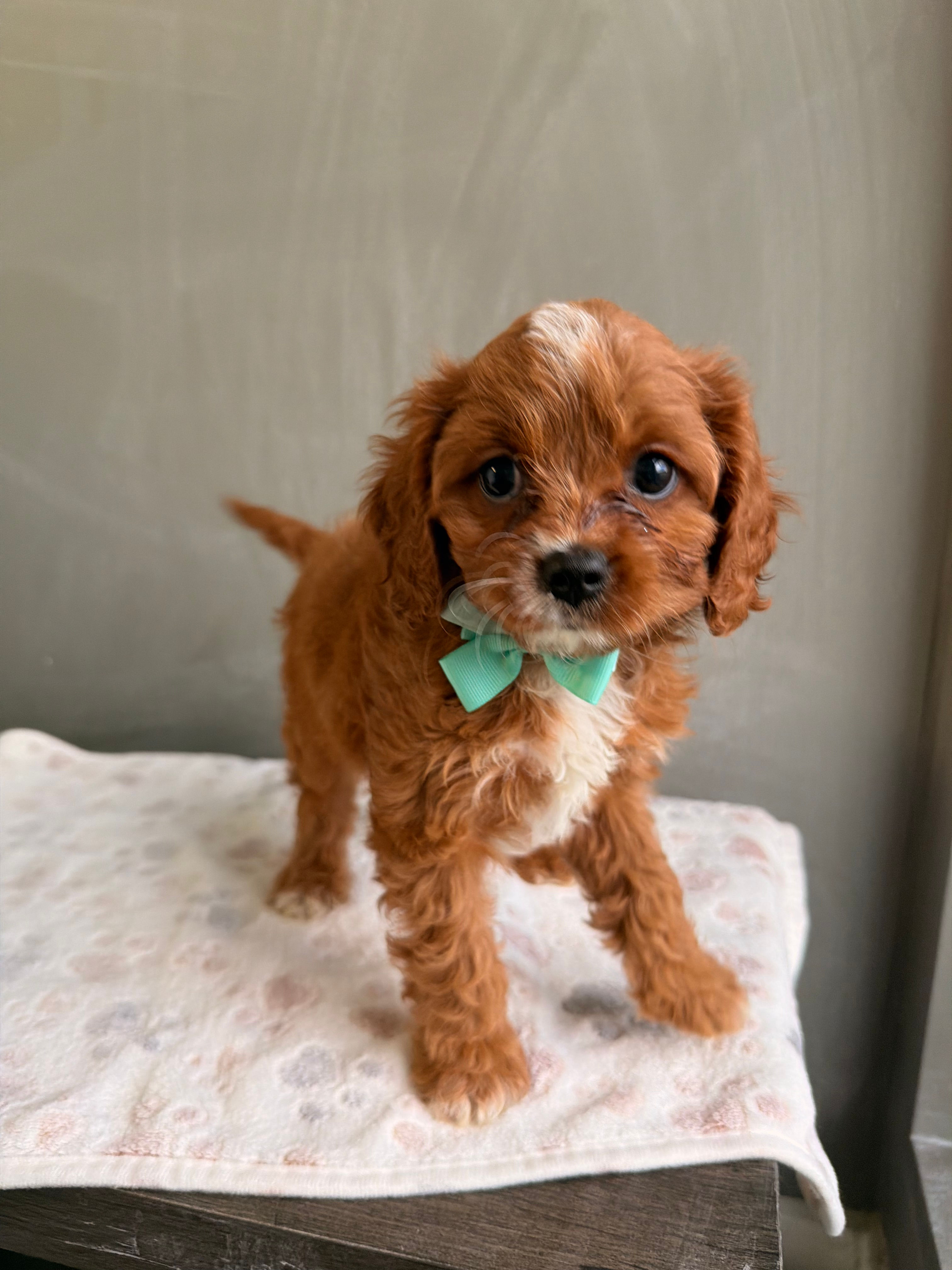 Sonny the Cavapoo(please call for price)