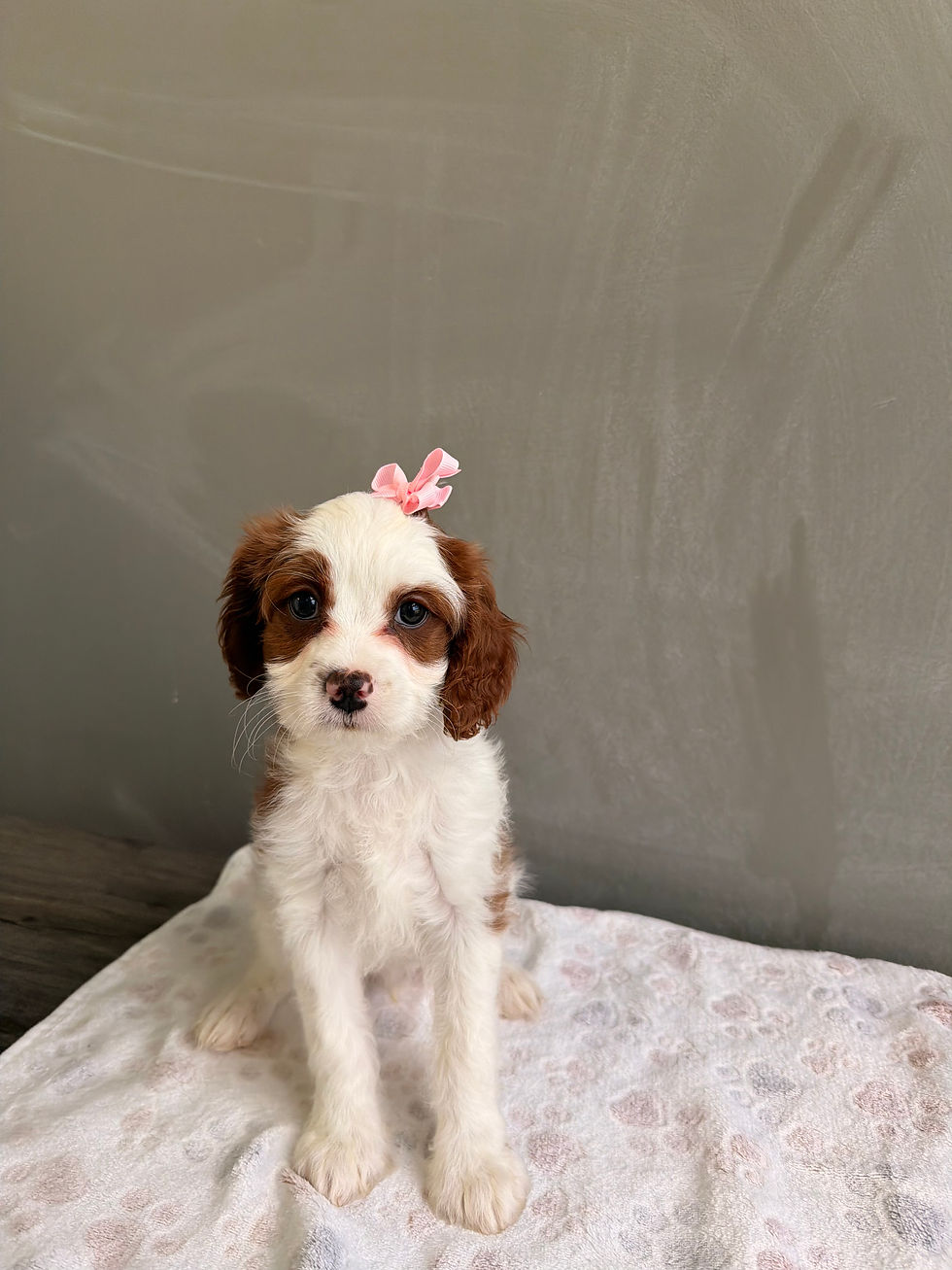 Thumbnail: Suzy the Cavapoo(please call for price)