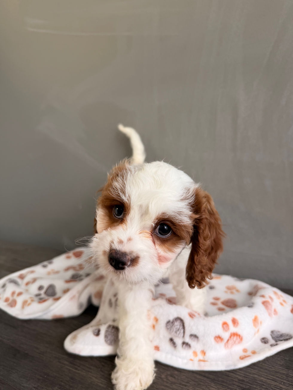 Thumbnail: Sonic the Cavapoo(please call for price)