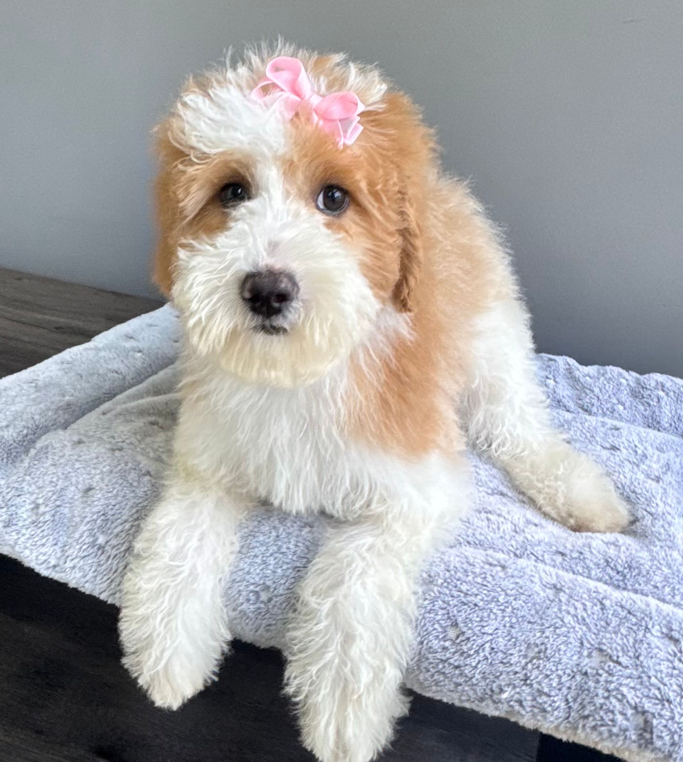 Gloria the Irish Doodle(please call for price)
