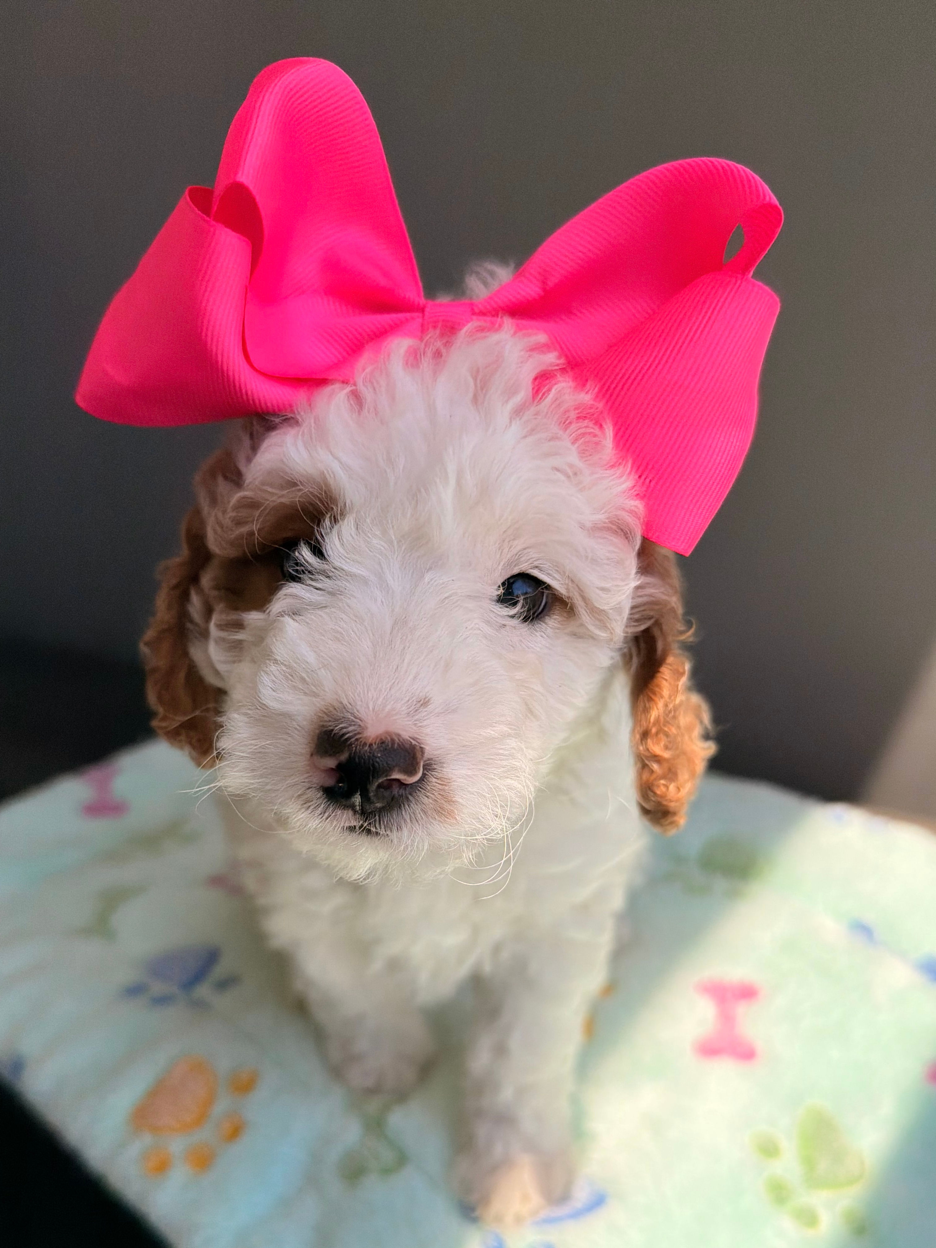Glena the Mini Goldendoodle(please call for price)