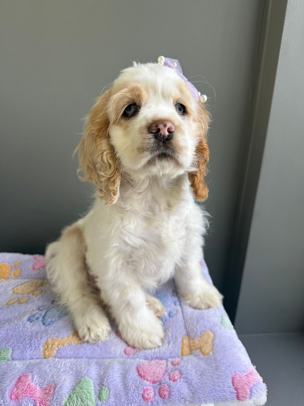 Thumbnail: Mable the Cocker Spaniel(please call for price)