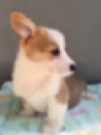 Thumbnail: Sam the Pembroke Welsh Corgi(please call for price)