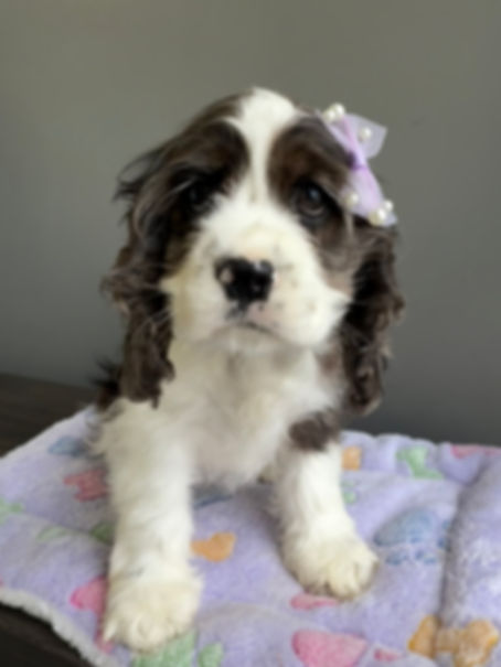 Emma the Cocker Spaniel(please call for price)