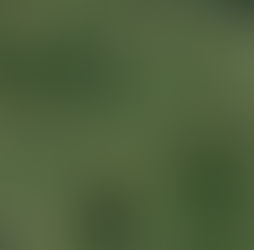 Kiwi’s on the Whenua