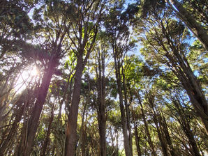 Any Tai Tamariki interested in sustainable native forestry?
