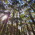 Any Tai Tamariki interested in sustainable native forestry?