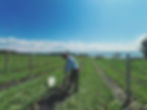 Préparation des trous pour planter les vignes