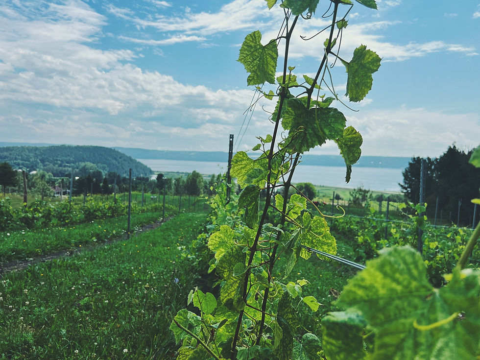 Feuille de vignes sur majestueux Fjord