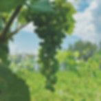 jolie grappe de raisins verts pour le vin