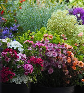 Fresh, sustainable flowers