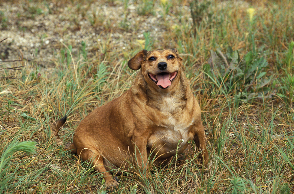 Why is my pet gaining weight? Part 1 : The medical reasons.