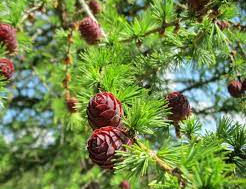 Larch (European larch)