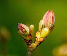 Chestnut Bud