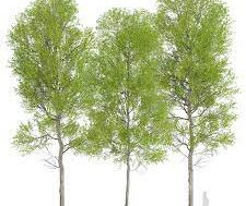 aspen
