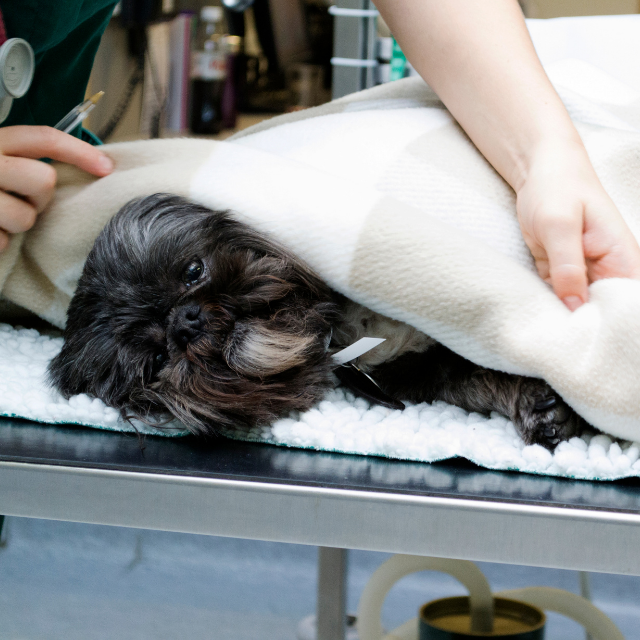 getting rid of ticks