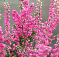 Heather