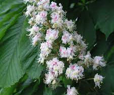 White Chestnut