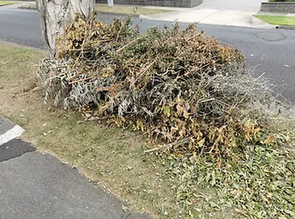 greenwaste.webp