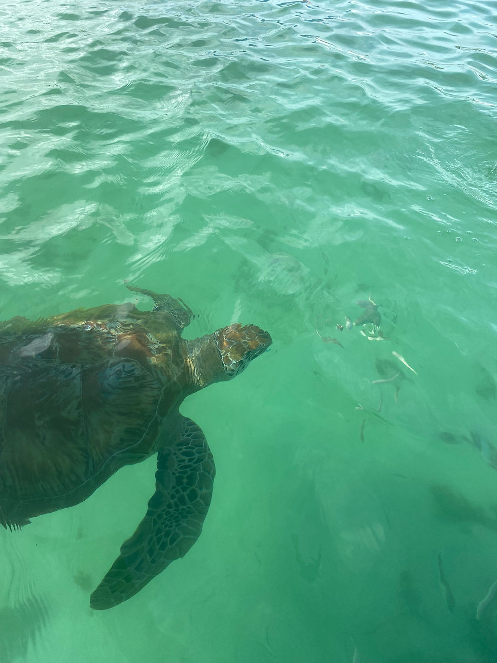 Our turtle friends from our glass bottom boat excursion.