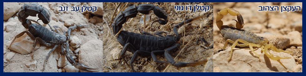 עקרבים ארסיים ומסוכנים בישראל