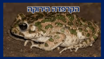 קרפדה ירוקה בישראל