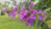 Flores do jardim do Retiro